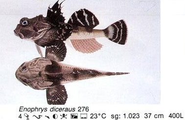 Enophrys diceraus